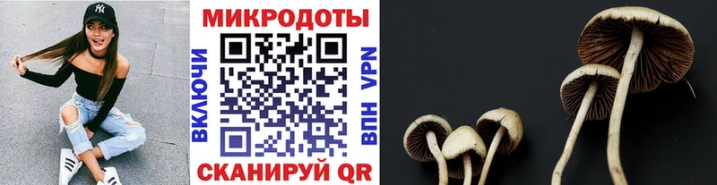 что такое наркотик Дальнегорск Галлюциногенные грибы Cubensis